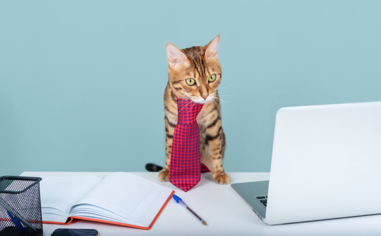 chat travaille