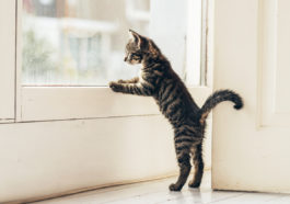 chat