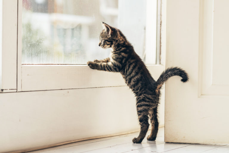 chat