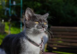 chat gris