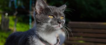 chat gris