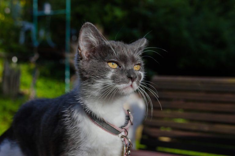 chat gris