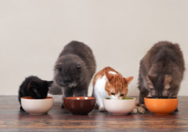chats en train de manger dans leurs gamelles