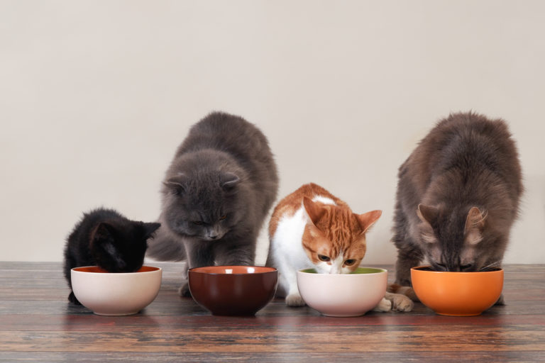 chats en train de manger dans leurs gamelles