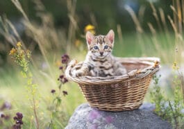 Chaton dans un panier