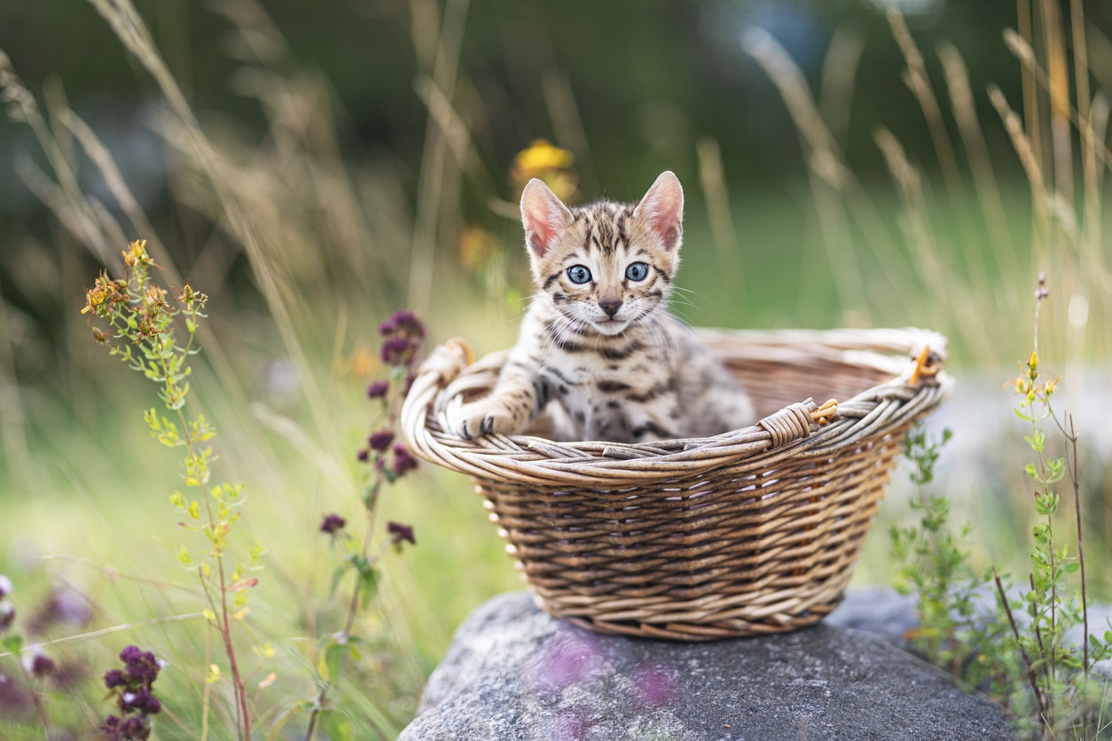 Chaton dans un panier