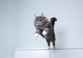 chat sauter bond hyperactif