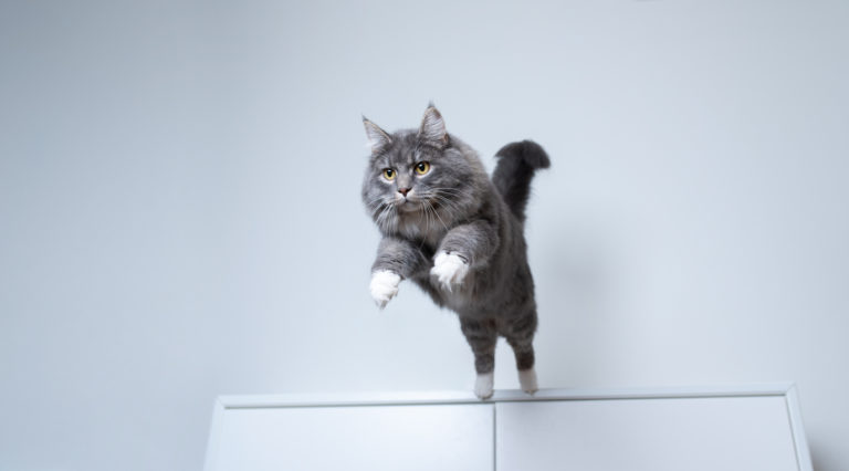 chat sauter bond hyperactif