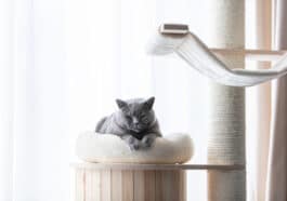 Chat couffin
