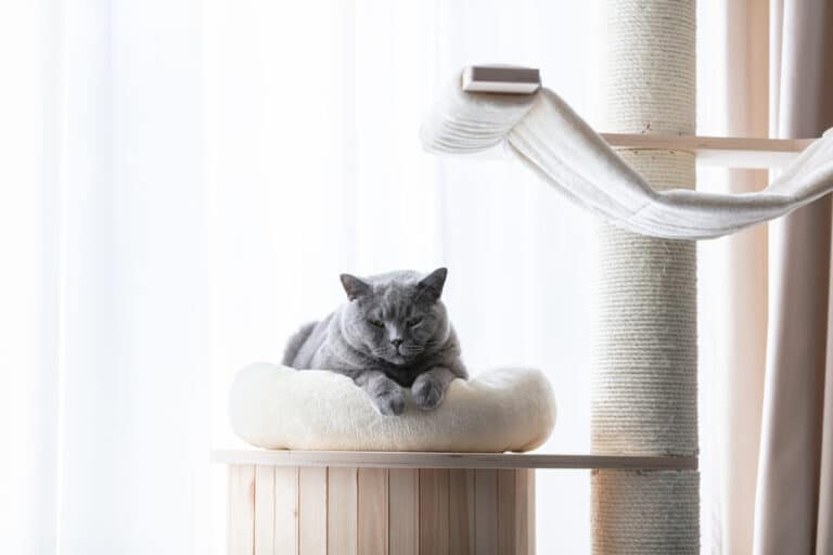 Chat couffin