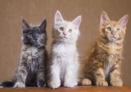 trois chats robes différentes