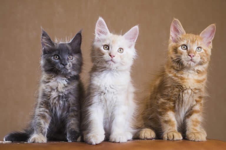 trois chats robes différentes