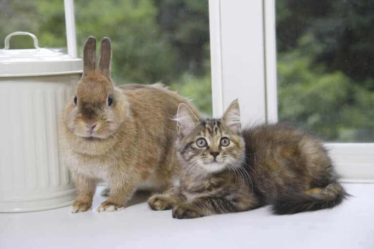 chat lapin cohabitation