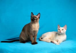 Chats Tonkinois