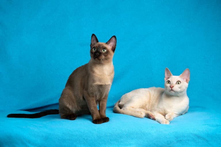 Chats Tonkinois