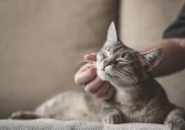 Chat caresse couché