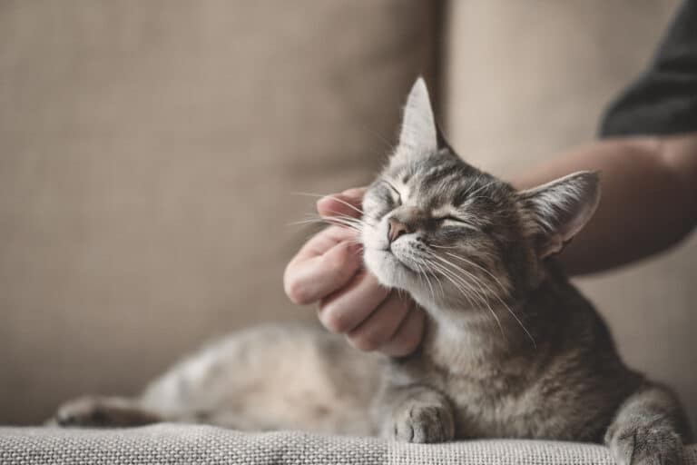 Chat caresse couché