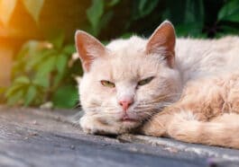 chat couché dehors