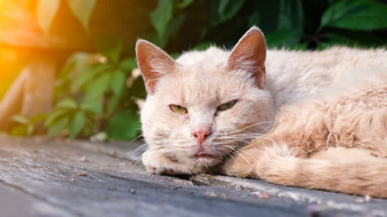 chat couché dehors