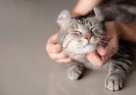 Chat aime les gratouilles