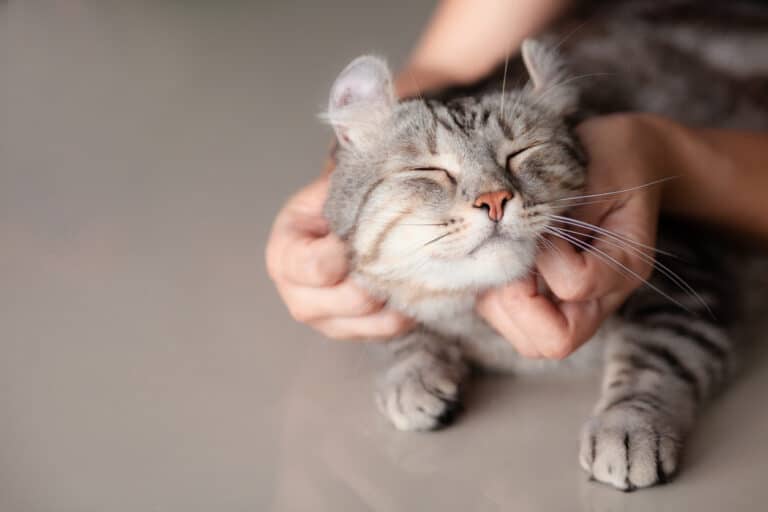 Chat aime les gratouilles