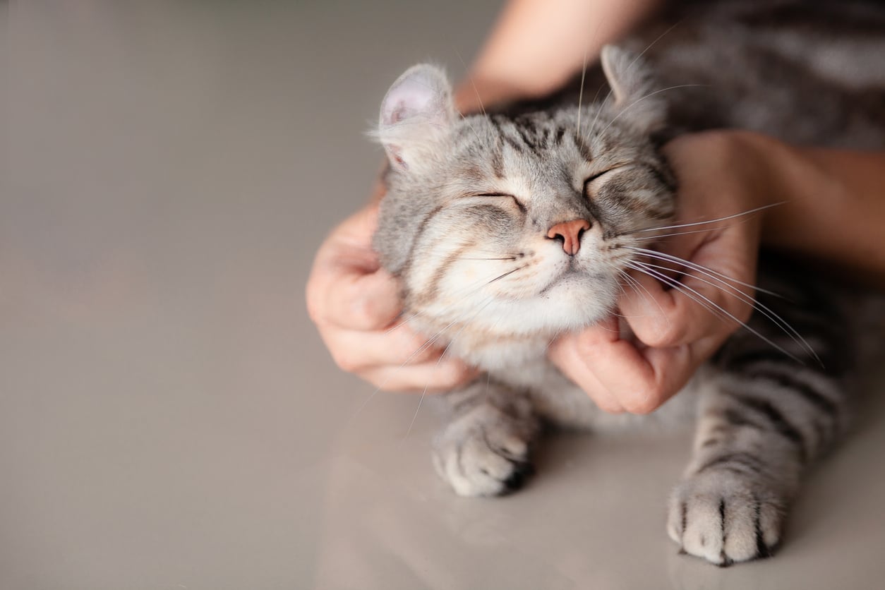 Chat aime les gratouilles
