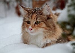 chat neige