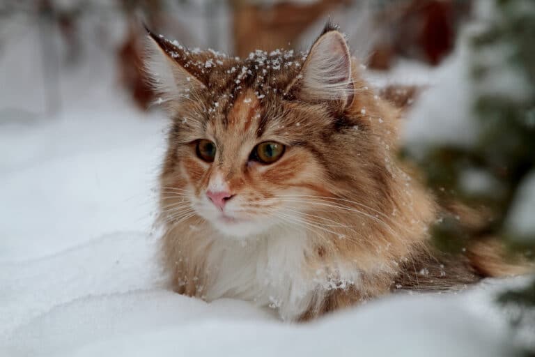 chat neige