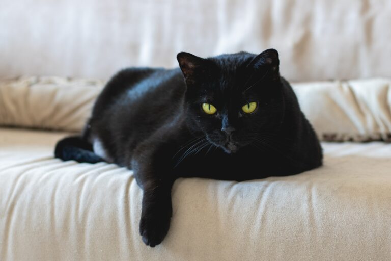 chat noir scouché