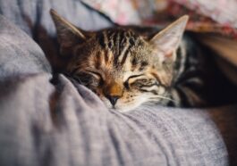 chat qui dort