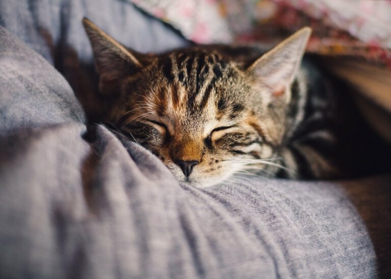 chat qui dort