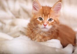 chaton roux sur le lit