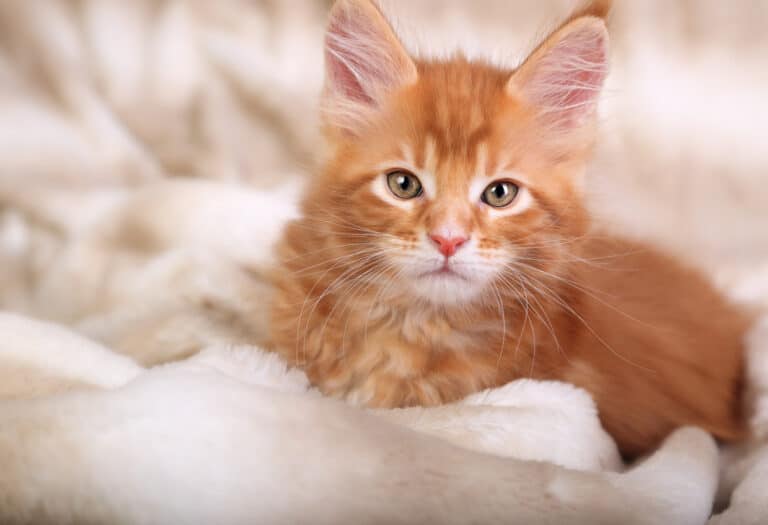 chaton roux sur le lit