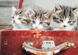 Chatons dans valise