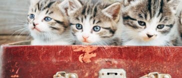 Chatons dans valise