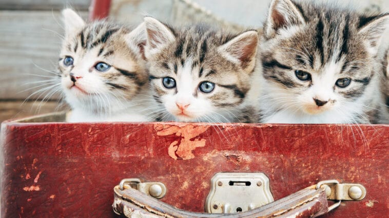 Chatons dans valise