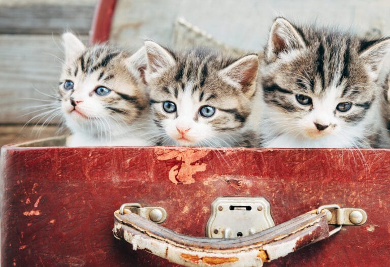 Chatons dans valise