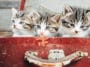 Chatons dans valise