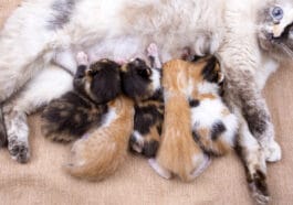 chatte avec chatons