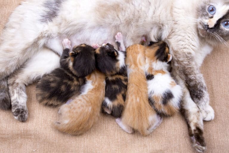 chatte avec chatons