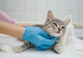 manipulation d'un chat