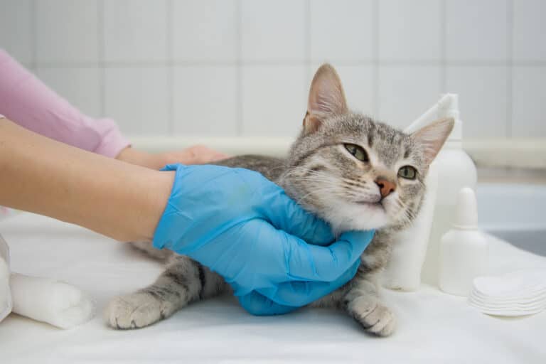 manipulation d'un chat