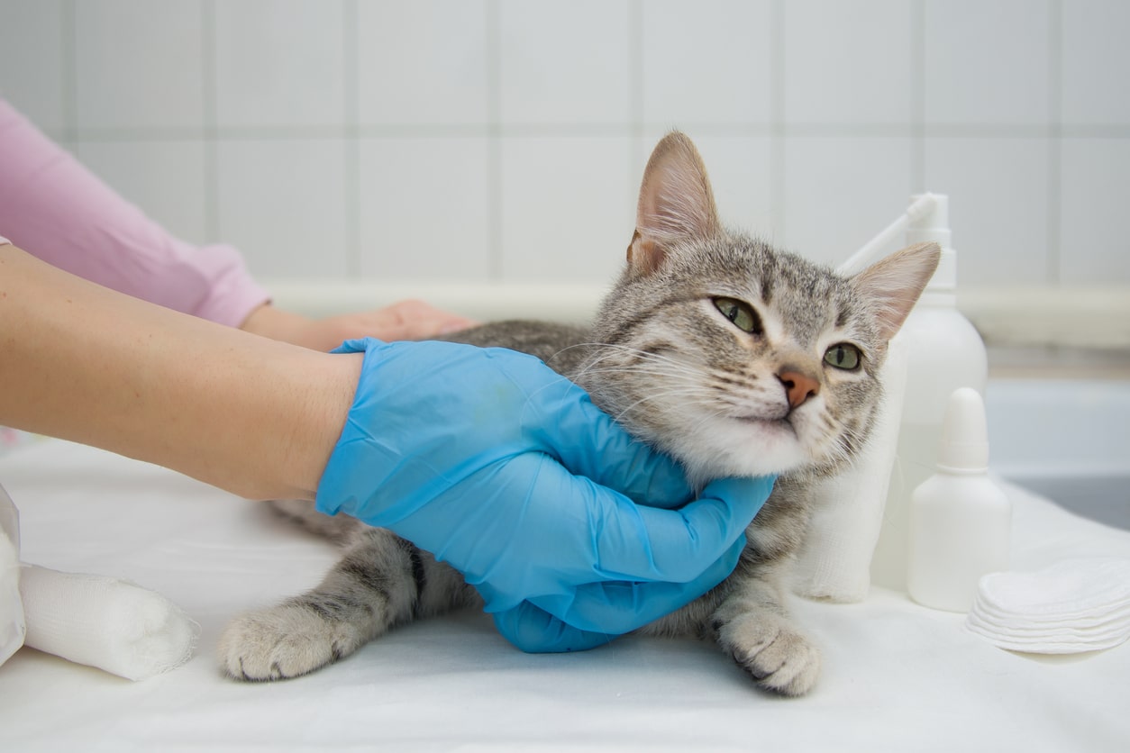 manipulation d'un chat