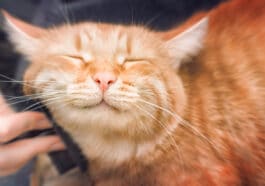 chat heureux