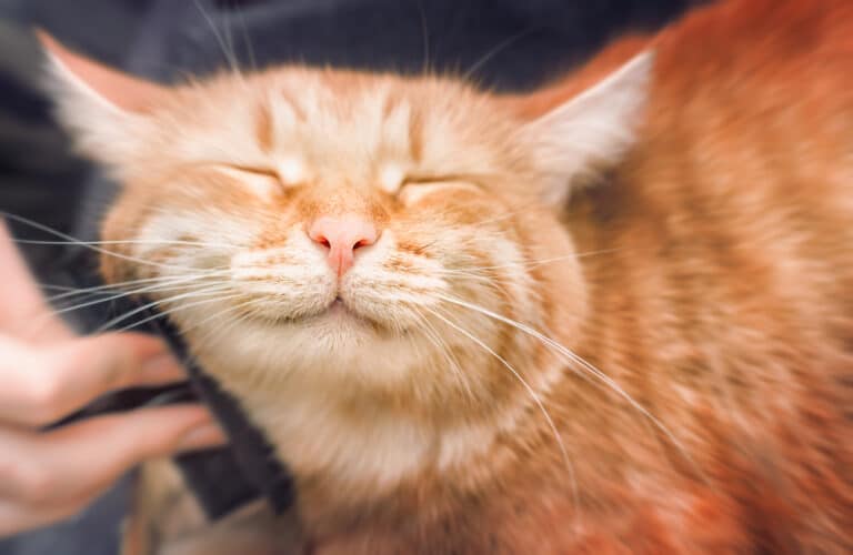 chat heureux