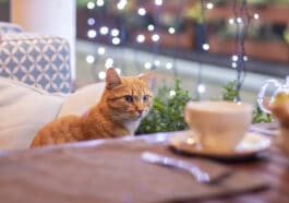 Chat sur banquette bar