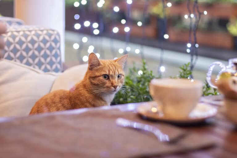 Chat sur banquette bar