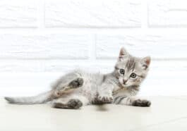 chaton couché sur le sol