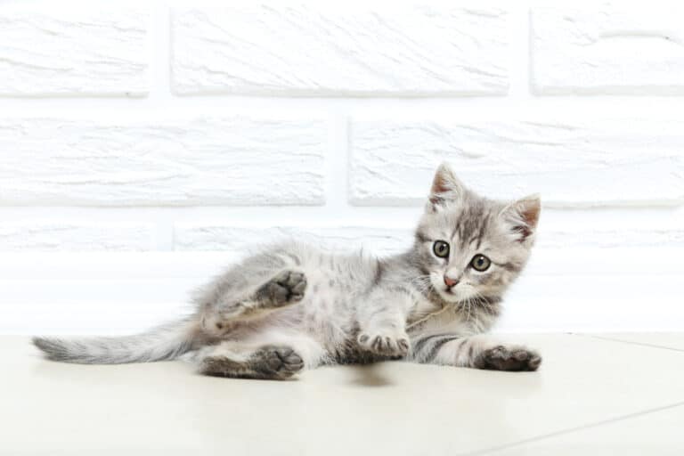 chaton couché sur le sol