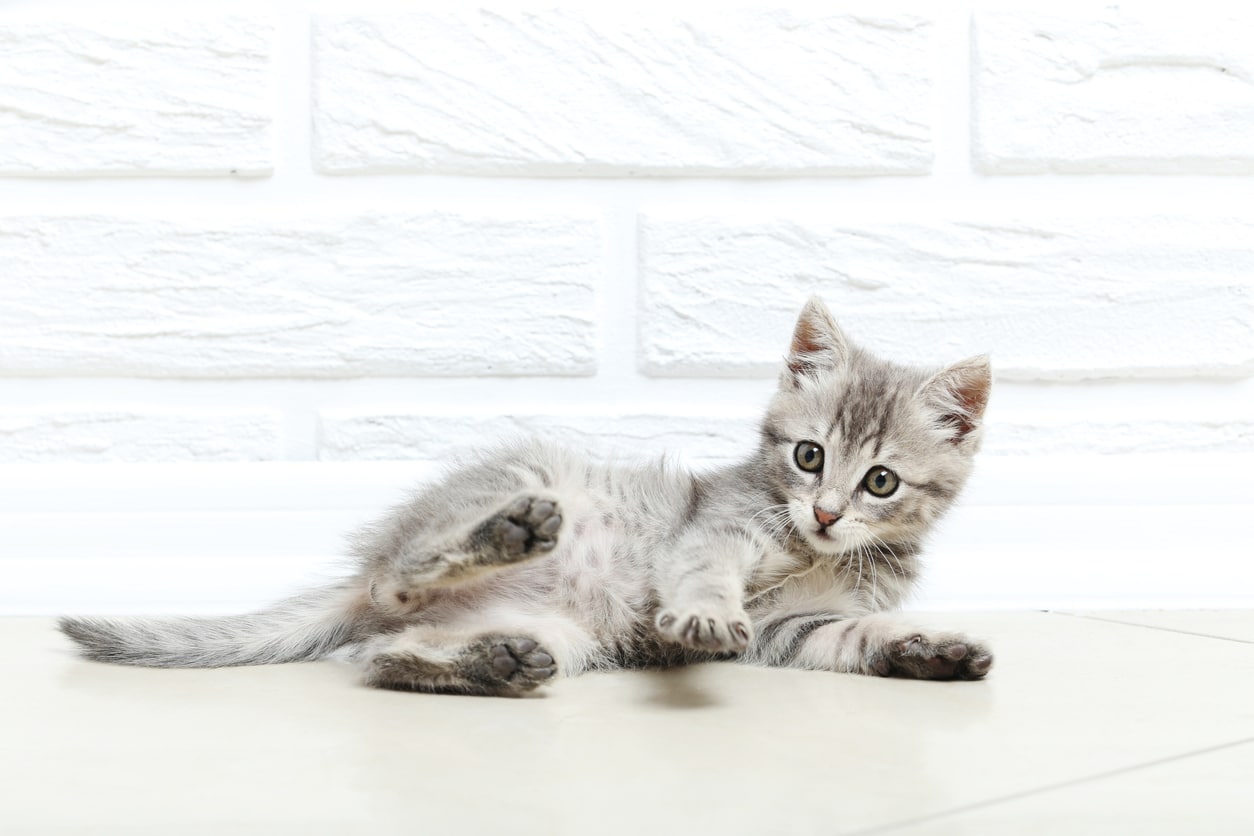 chaton couché sur le sol